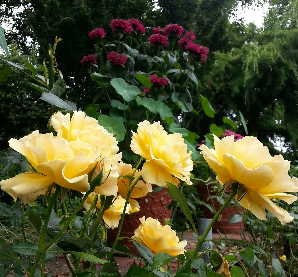  photo 20140719_112654-1_zpsu0gum2sb.jpg